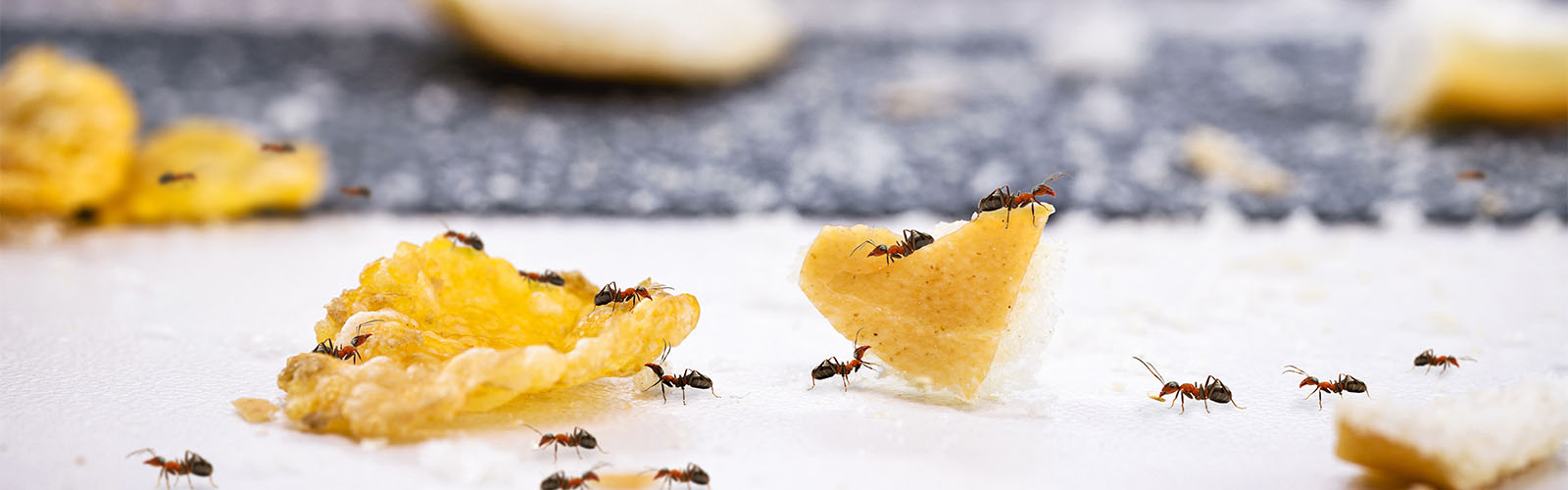 Ants Removed From Home in West Palm Beach